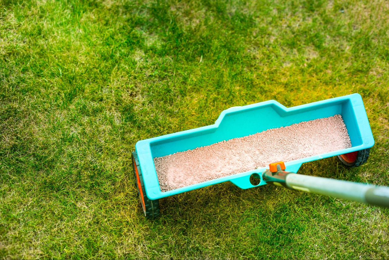 Applying fertilizer to improve lawn health Applying fertilizer to improve lawn health