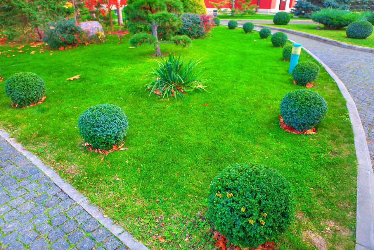 Healthy residential lawn with professional landscape maintenance Healthy residential lawn with professional landscape maintenance