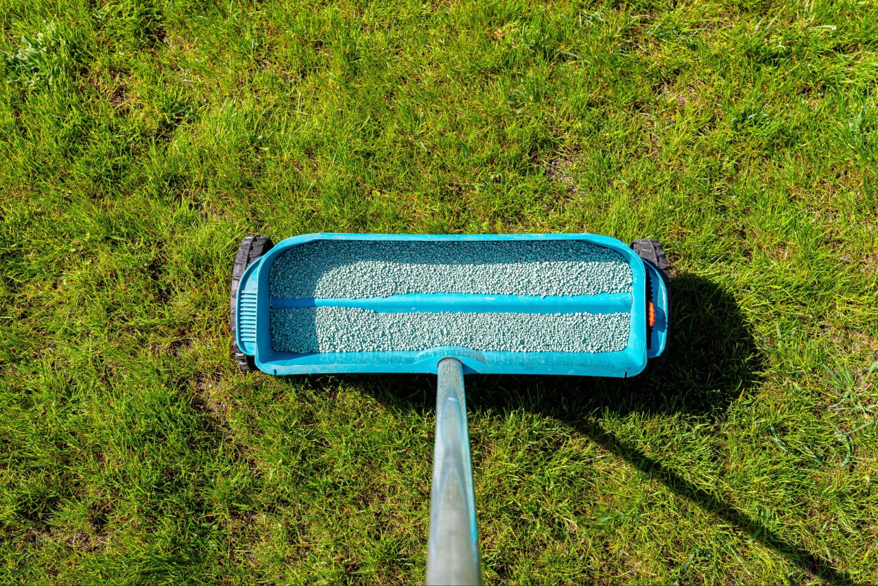 Applying lawn fertilizer to improve grass health Applying lawn fertilizer to improve grass health