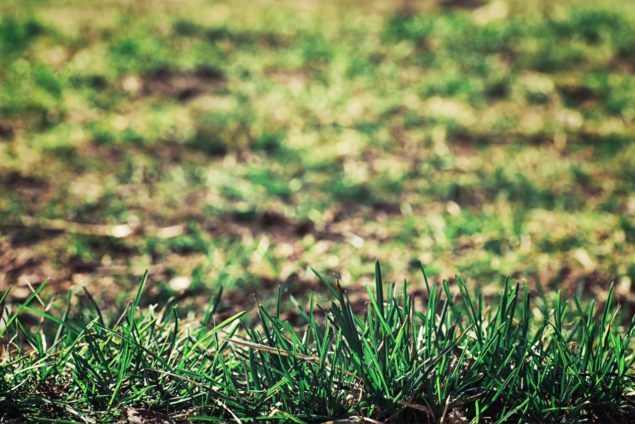 Compacted soil affecting grass growth in an Asheville NC lawn Compacted soil affecting grass growth in an Asheville NC lawn
