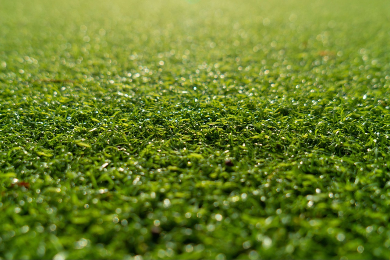 Healthy grass roots growing in aerated lawn soil Healthy grass roots growing in aerated lawn soil