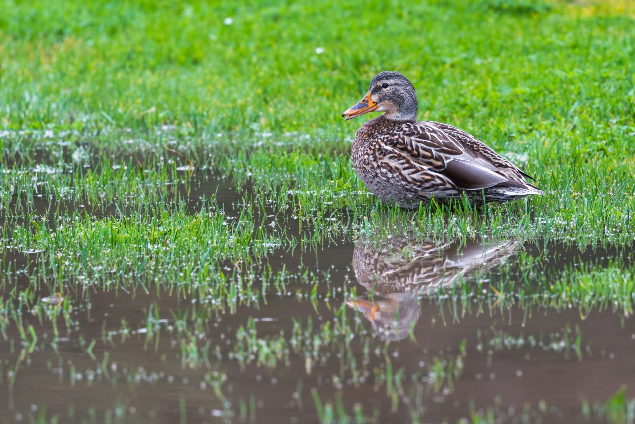 Overwatered lawn with standing water after irrigation Overwatered lawn with standing water after irrigation