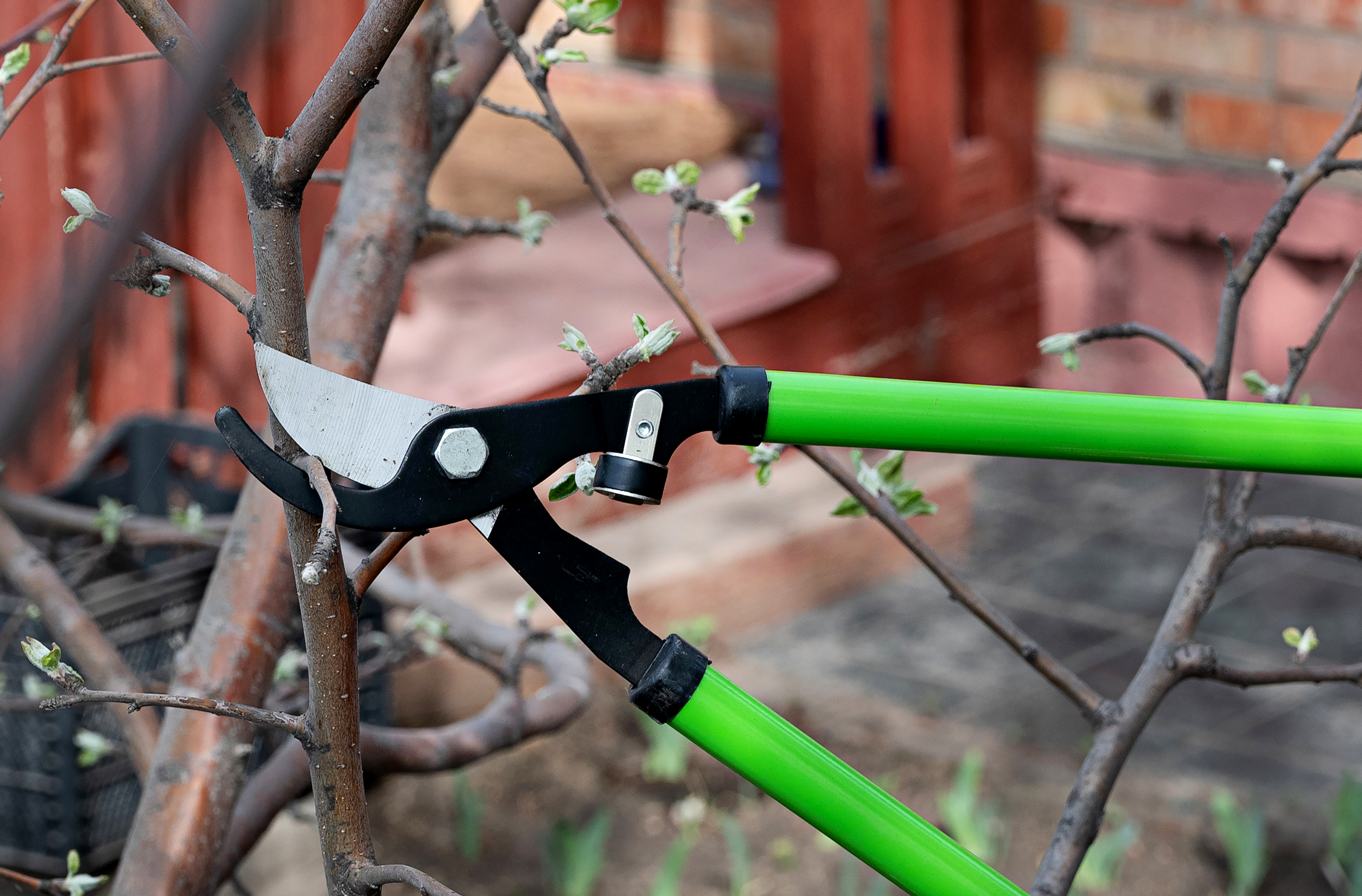 Professional pruning tools used for bush trimming in Asheville NC Professional pruning tools used for bush trimming in Asheville NC
