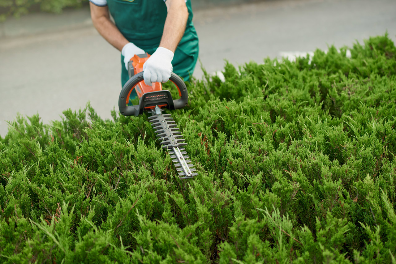 Orion-style professional bush trimming in Asheville NC residential landscape Orion-style professional bush trimming in Asheville NC residential landscape