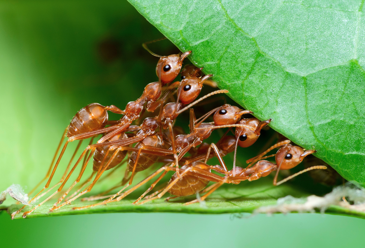 Ants Control