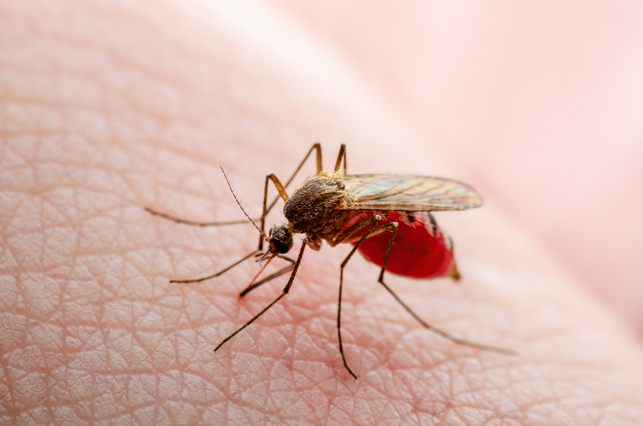 Mosquito Mosquito