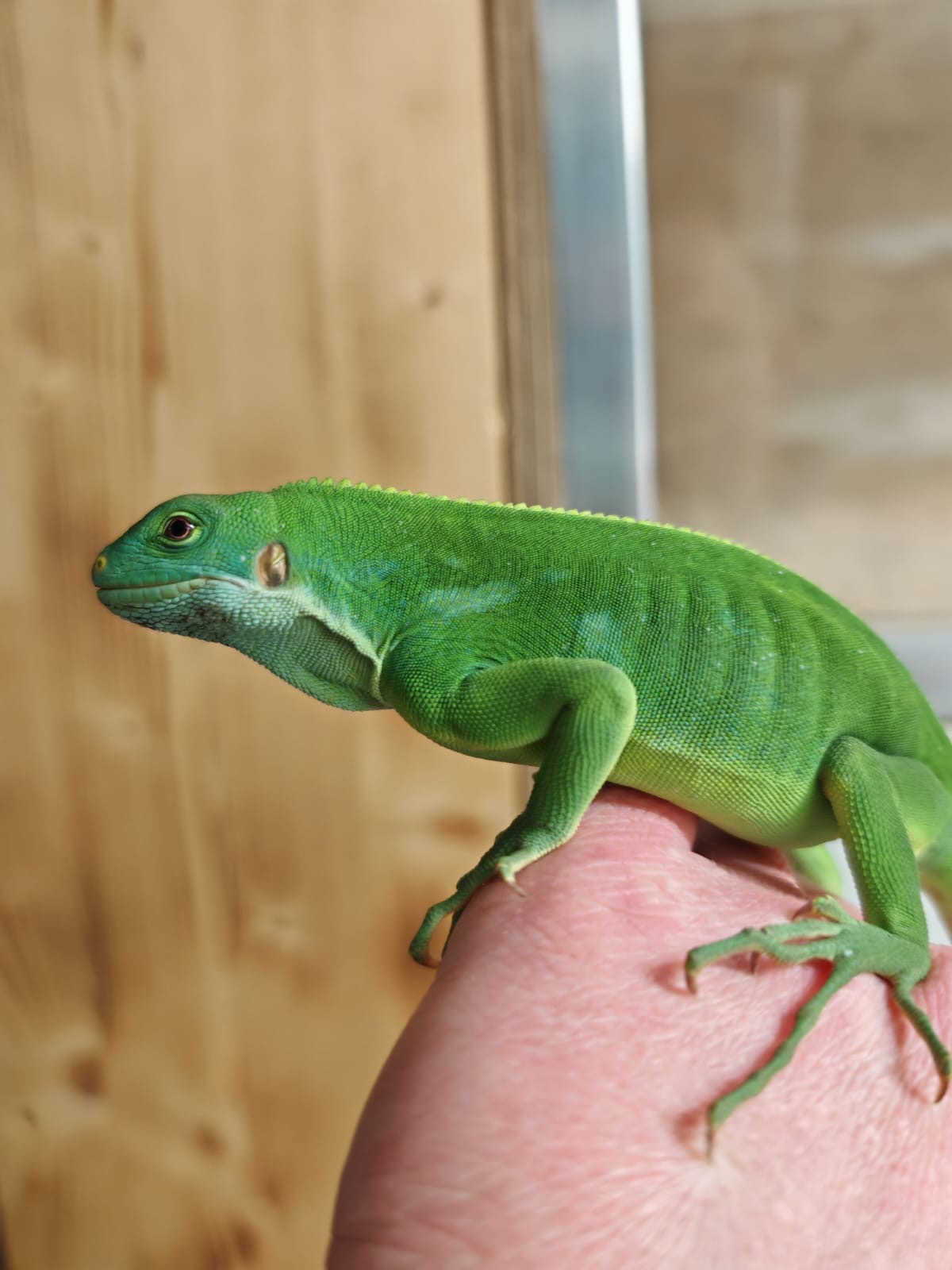 Animal Encounters experience