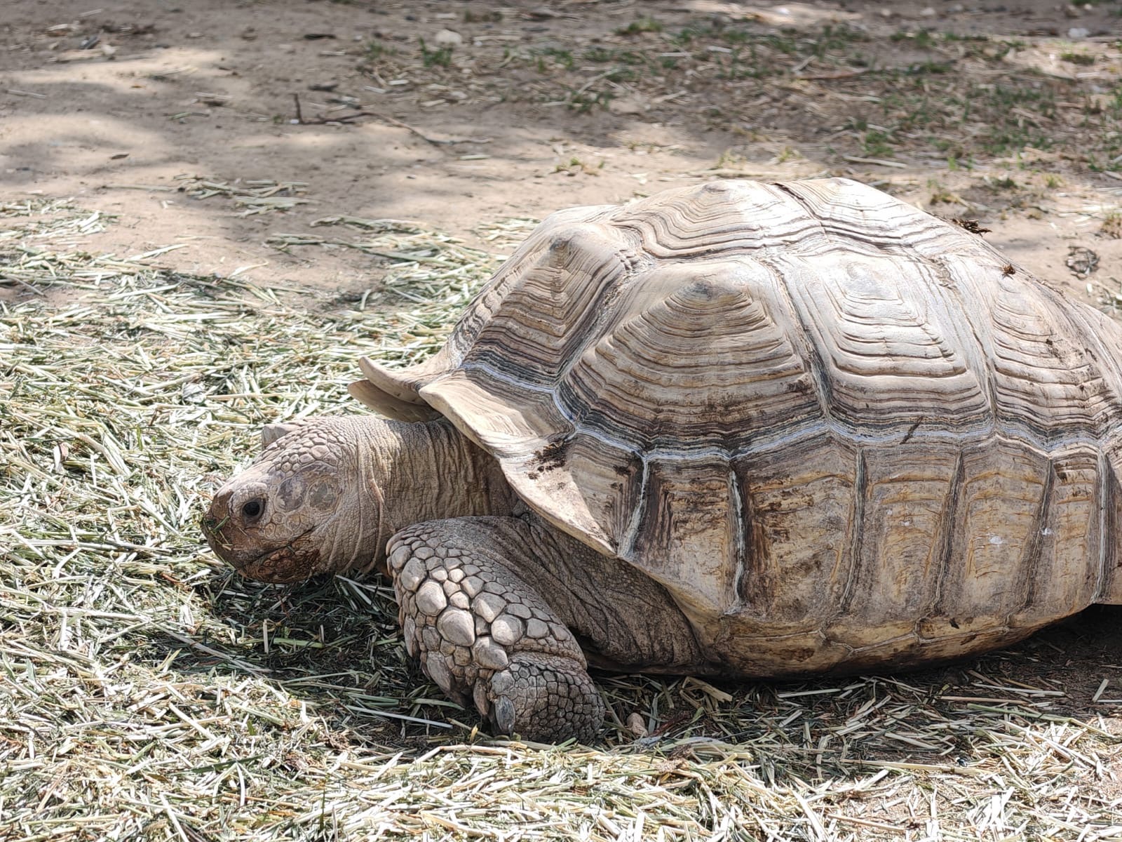 Large tortoise at Animal Encounters
