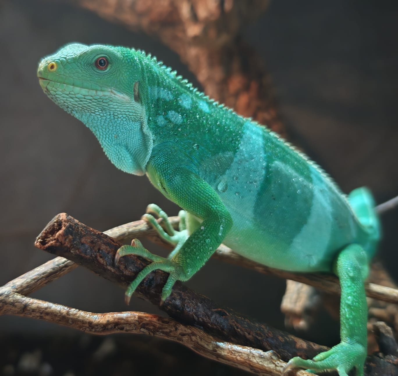 Blue green lizard at Animal Encounters