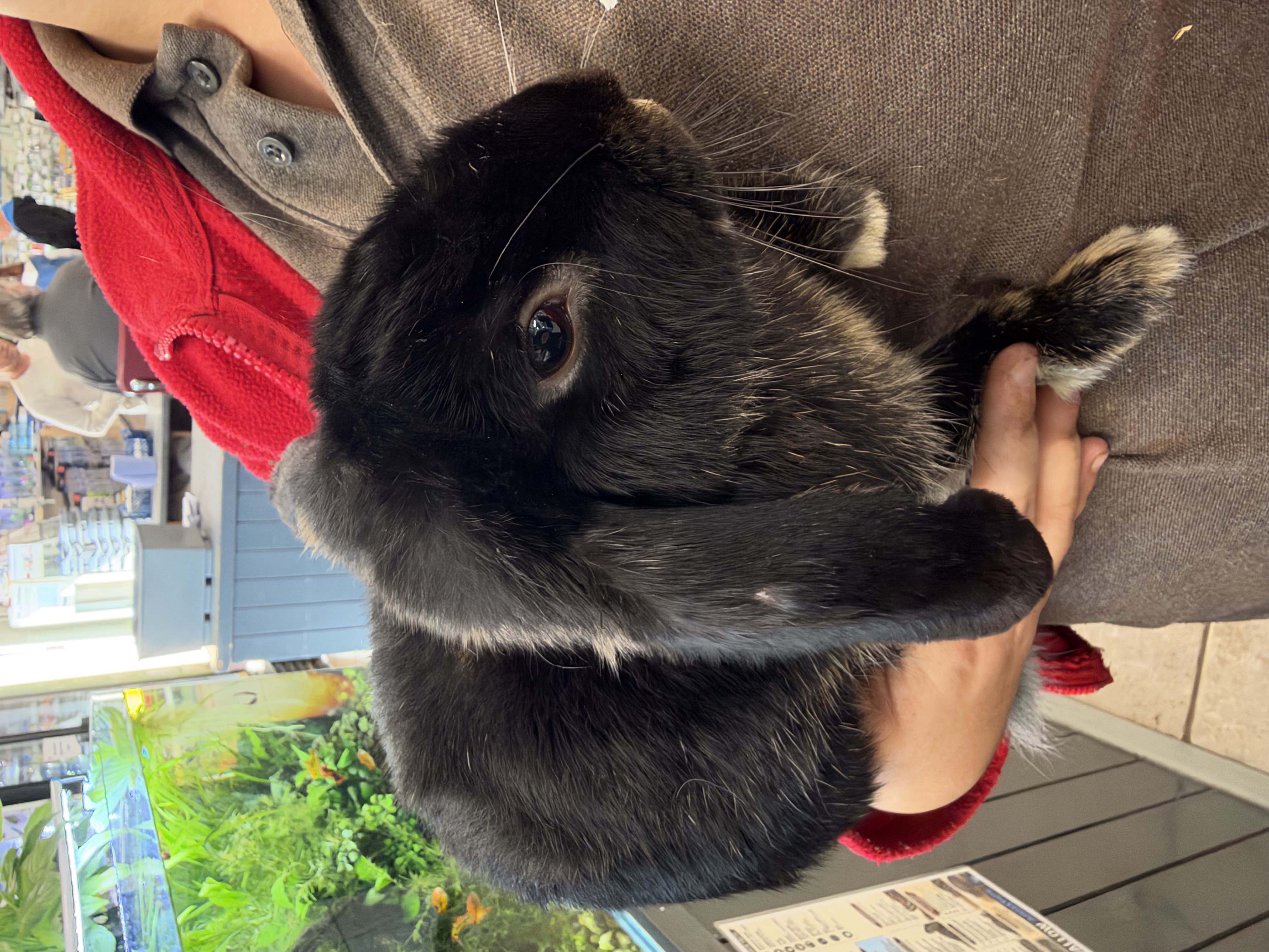 Rabbit at Animal Encounters