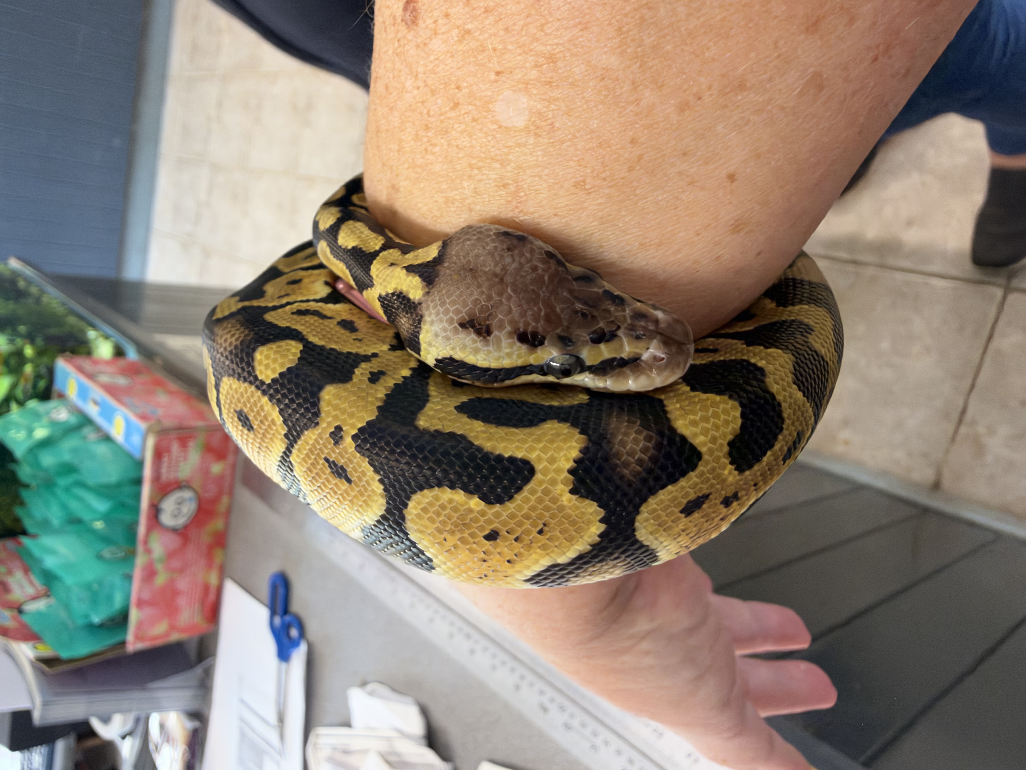 Ball python at Animal Encounters