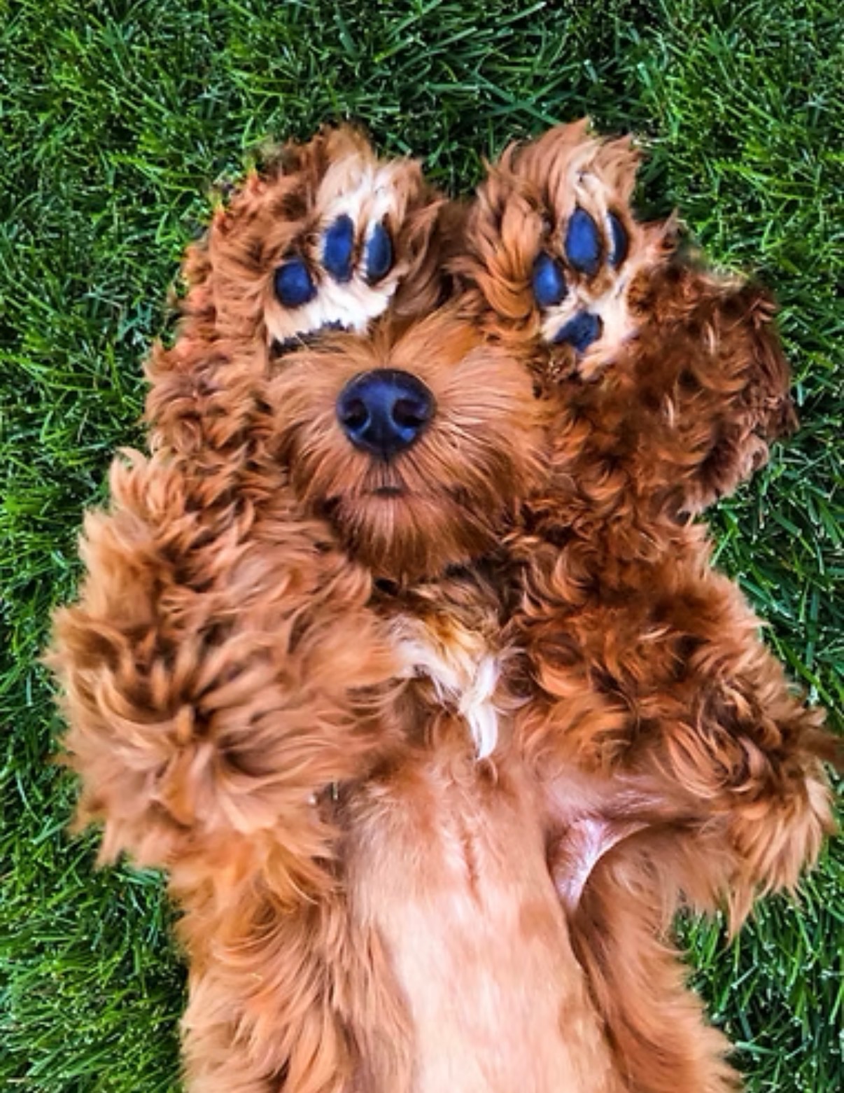Paws Up