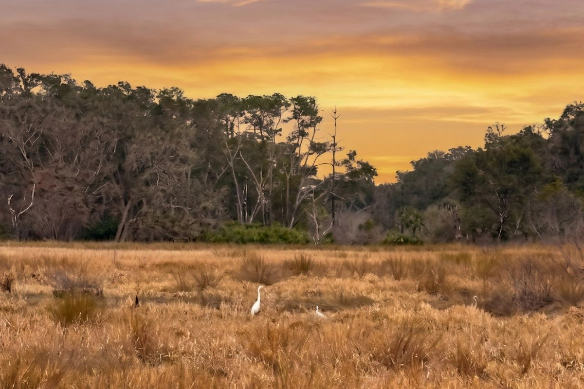 The Guana Preserve