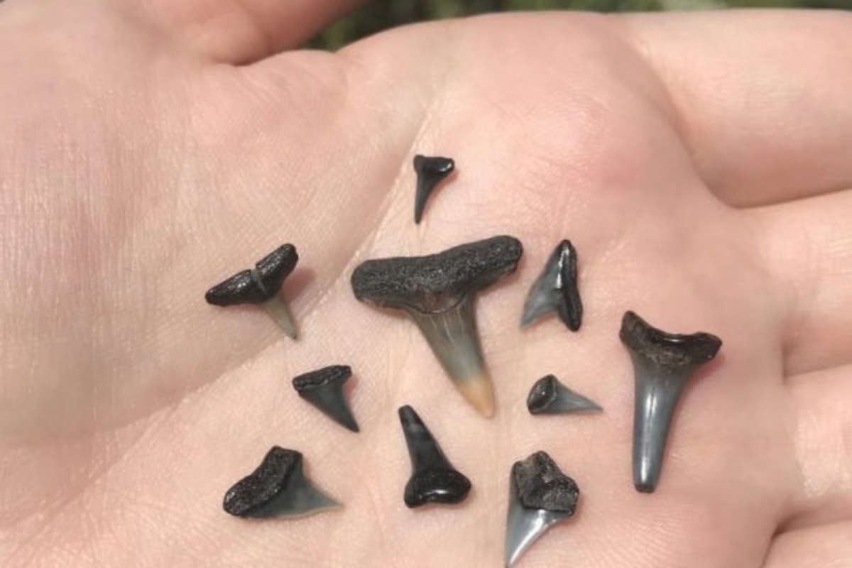 Shark teeth found at Micklers Beach in Ponte Vedra Beach