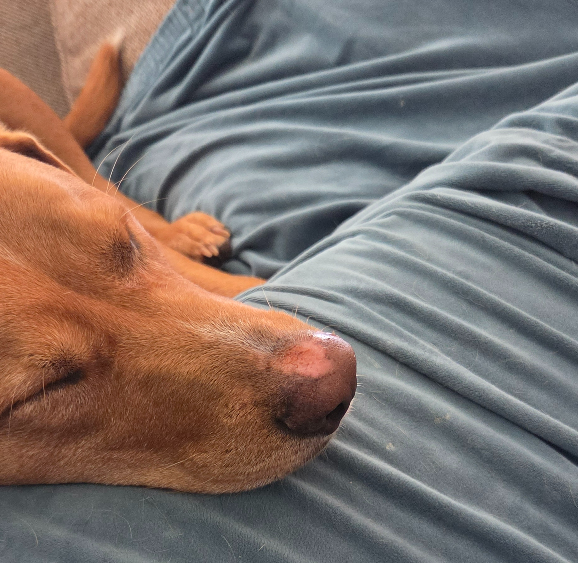 Bingley napping on the couch while his nose heals