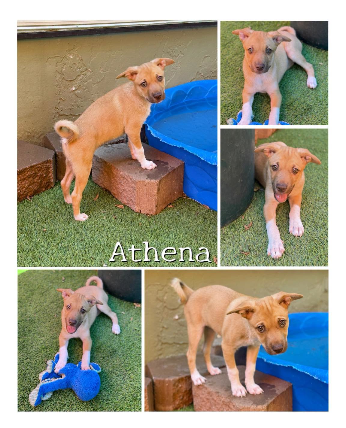 Athena, a three-month-old puppy available for adoption through Stealing Hearts Rescue