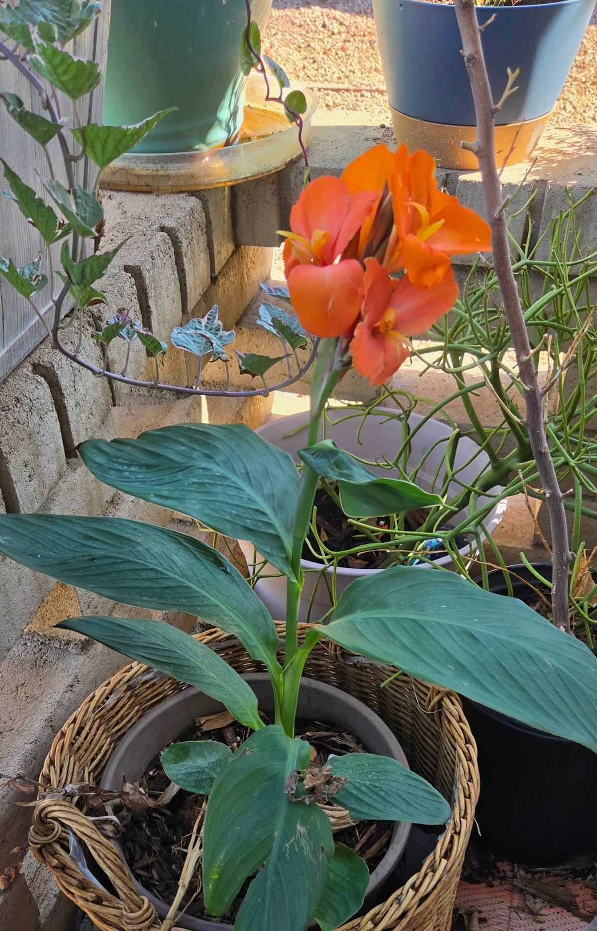 DeDe's orange Canna Lily in bloom on her patio