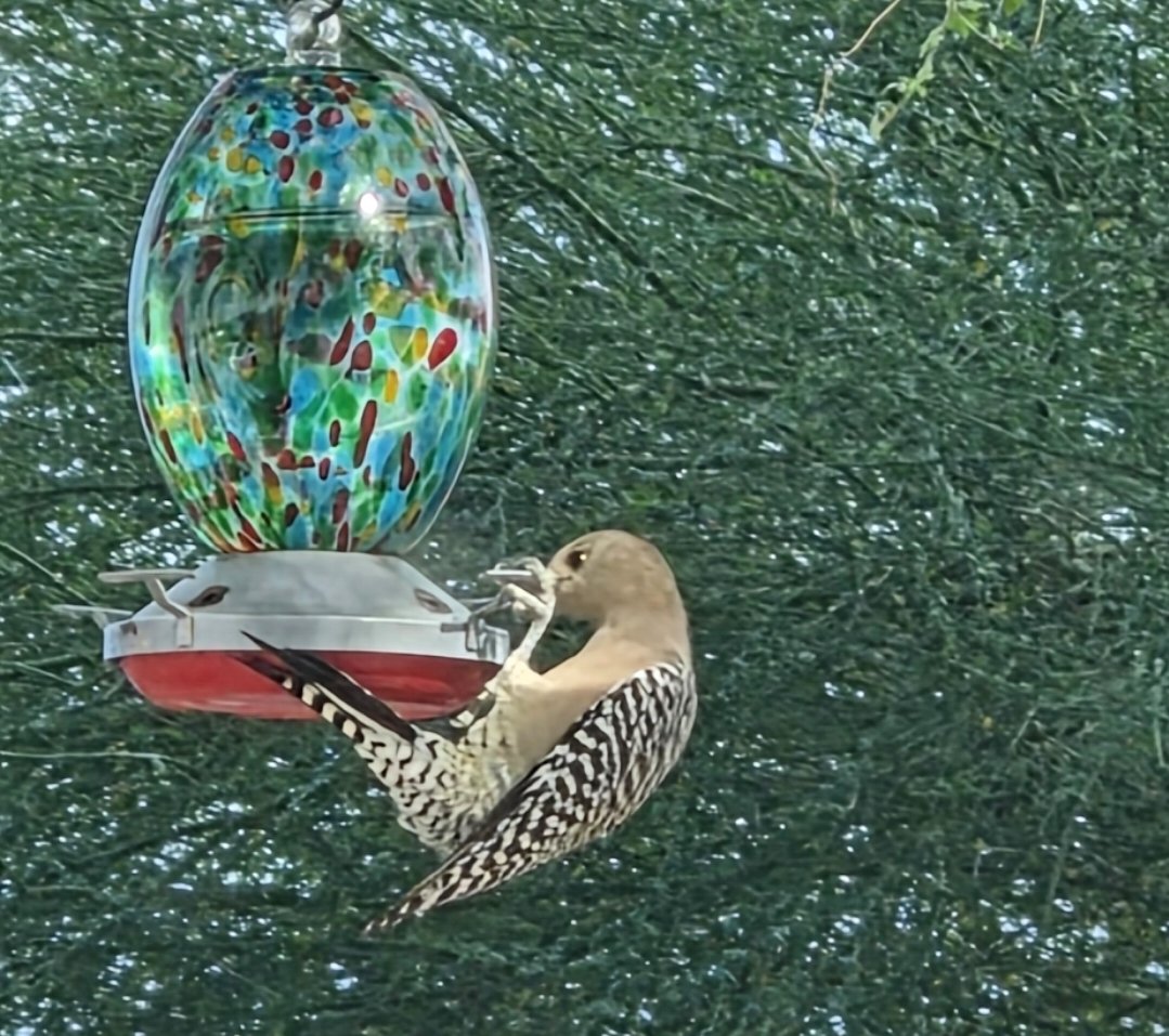 A very odd looking hummingbird hogging the feeder at HomeSmart HQ