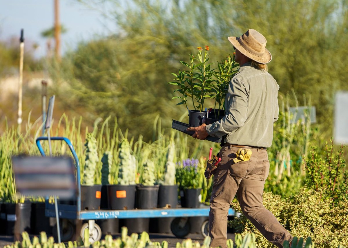 A gardener carrying potted plants at the Desert Botanical Garden plant sale