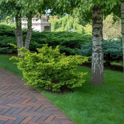 {{ custom_values.service_3 }} in {{custom_values.area_3})