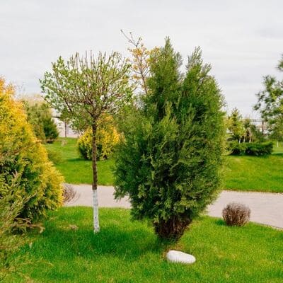 Lawn Installation in Camarillo