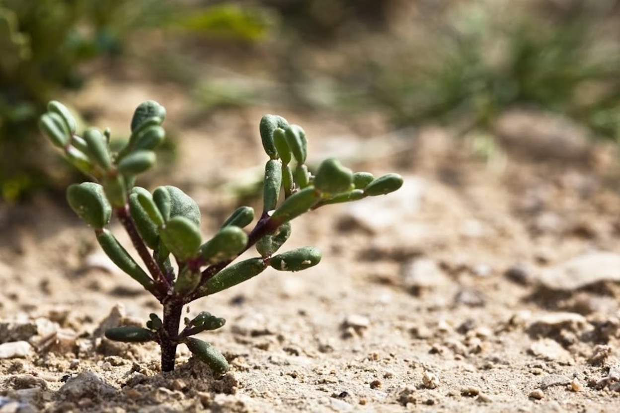 A small plant growing out of stony, dry ground
