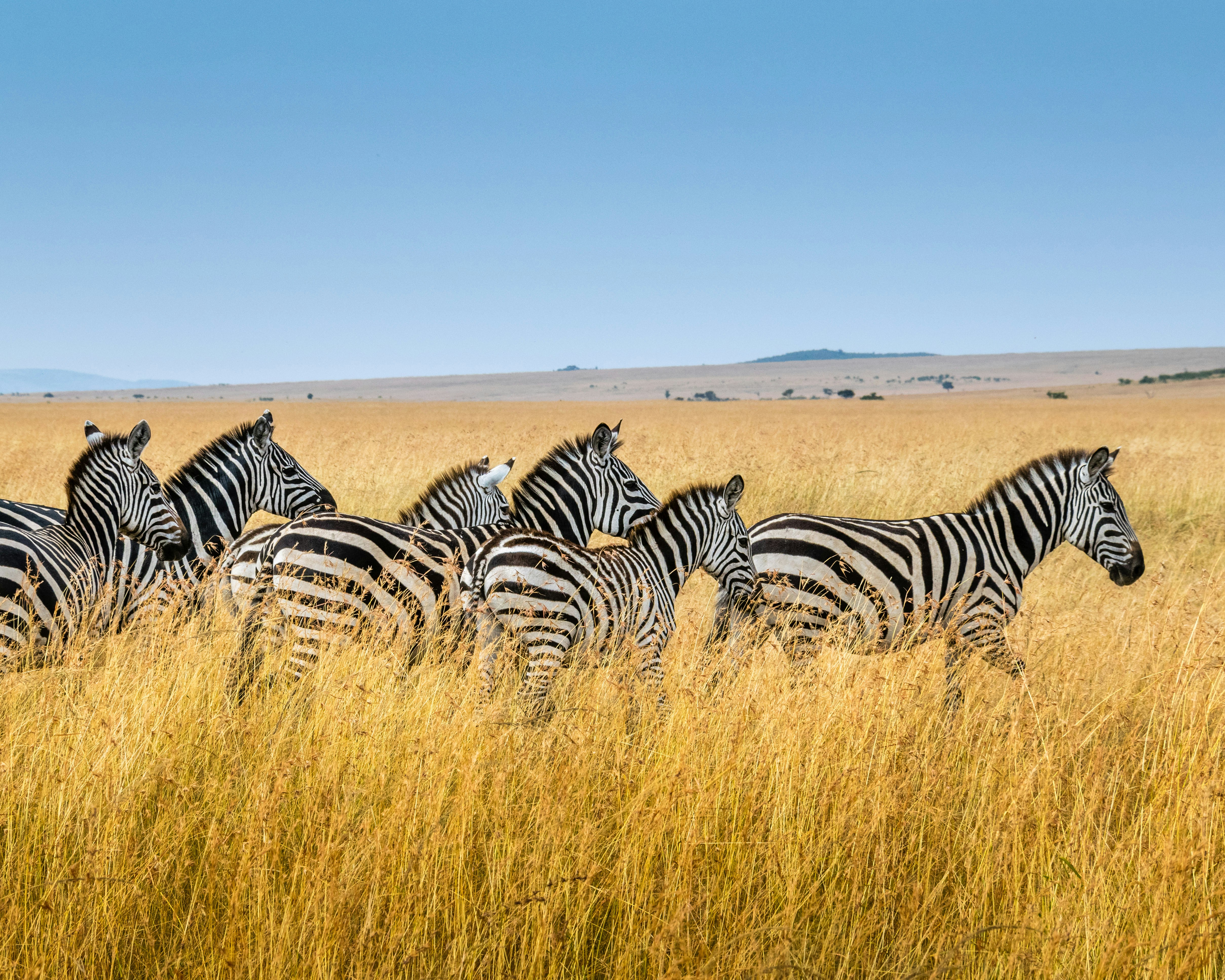 questions to ask before booking an ethical safari