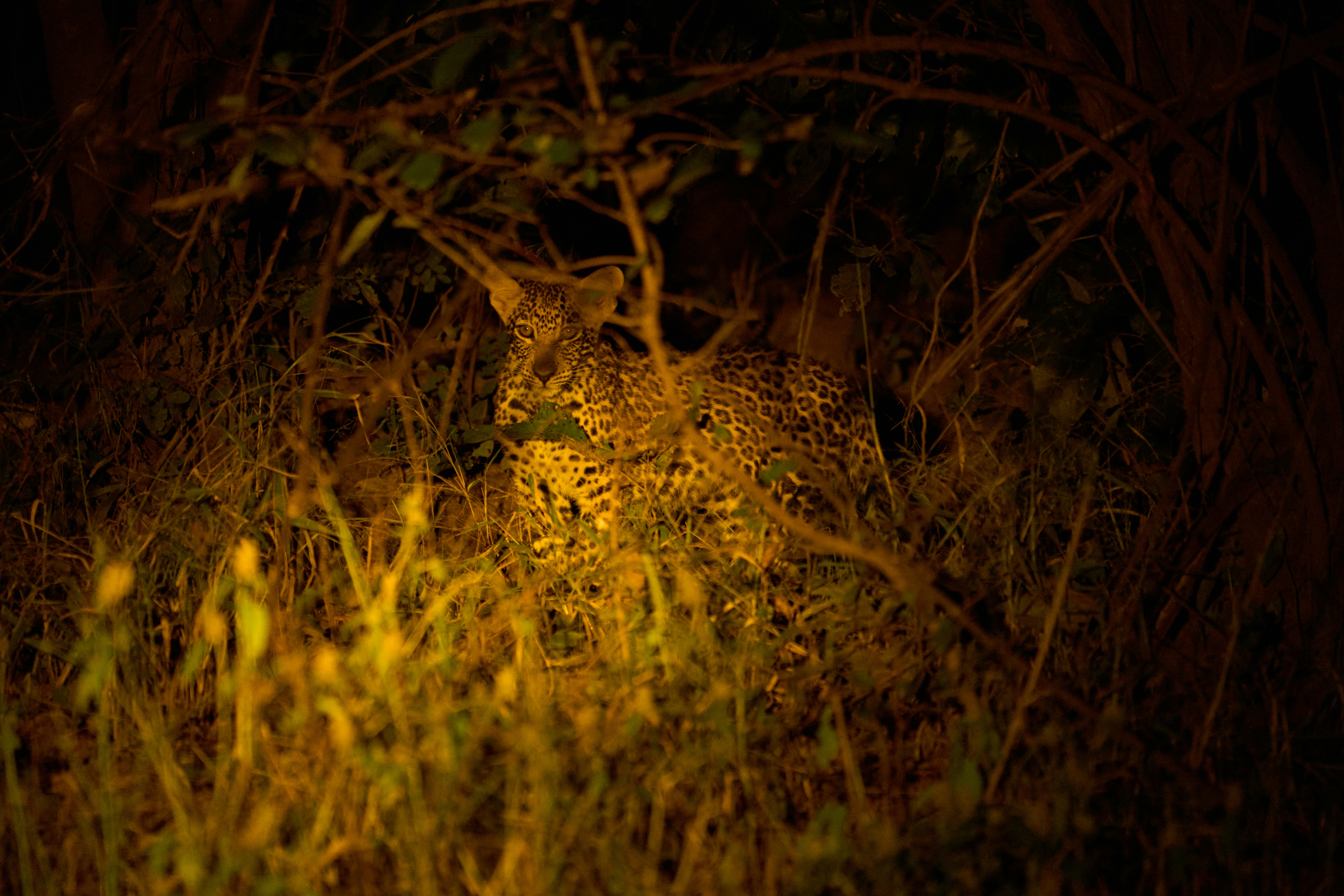 night safari rules