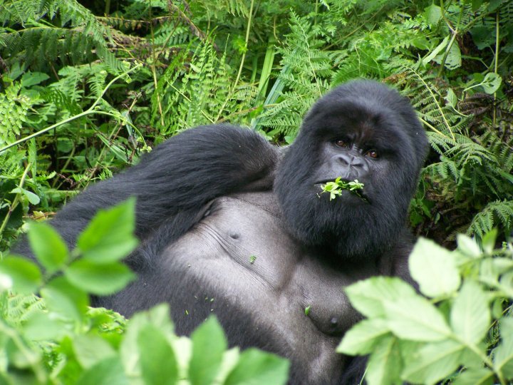 Seeing a gorilla in the wild on a Rwanda trek? Better than any phone upgrade.