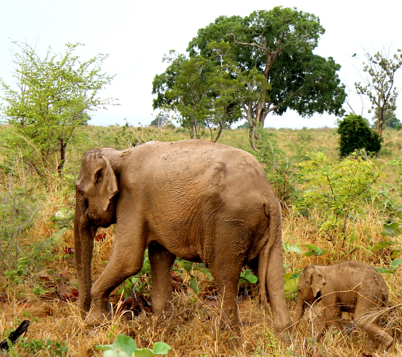 questions to ask ethical safari