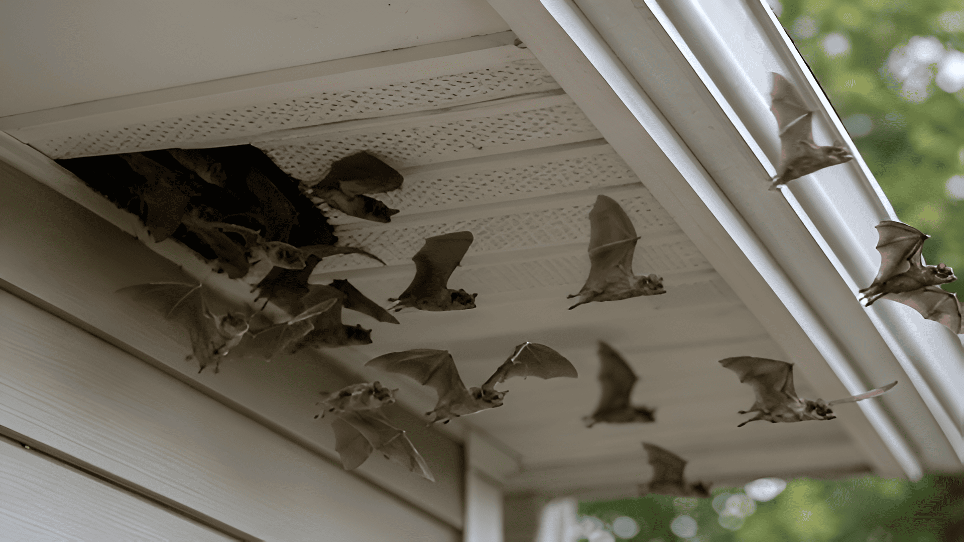 Wildlife removal technician sealing home entry points to prevent animal re-entry