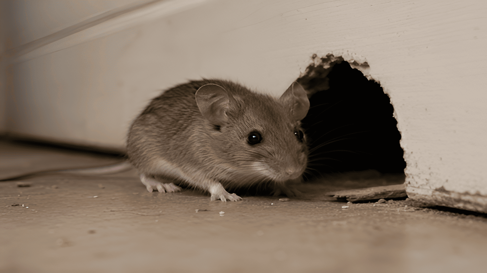 A wildlife control technician inspecting the foundation of an older Rochester, NY home for mouse entry points. Close-up view of a sealed gap along the base of an exterior wall after mouse exclusion work.