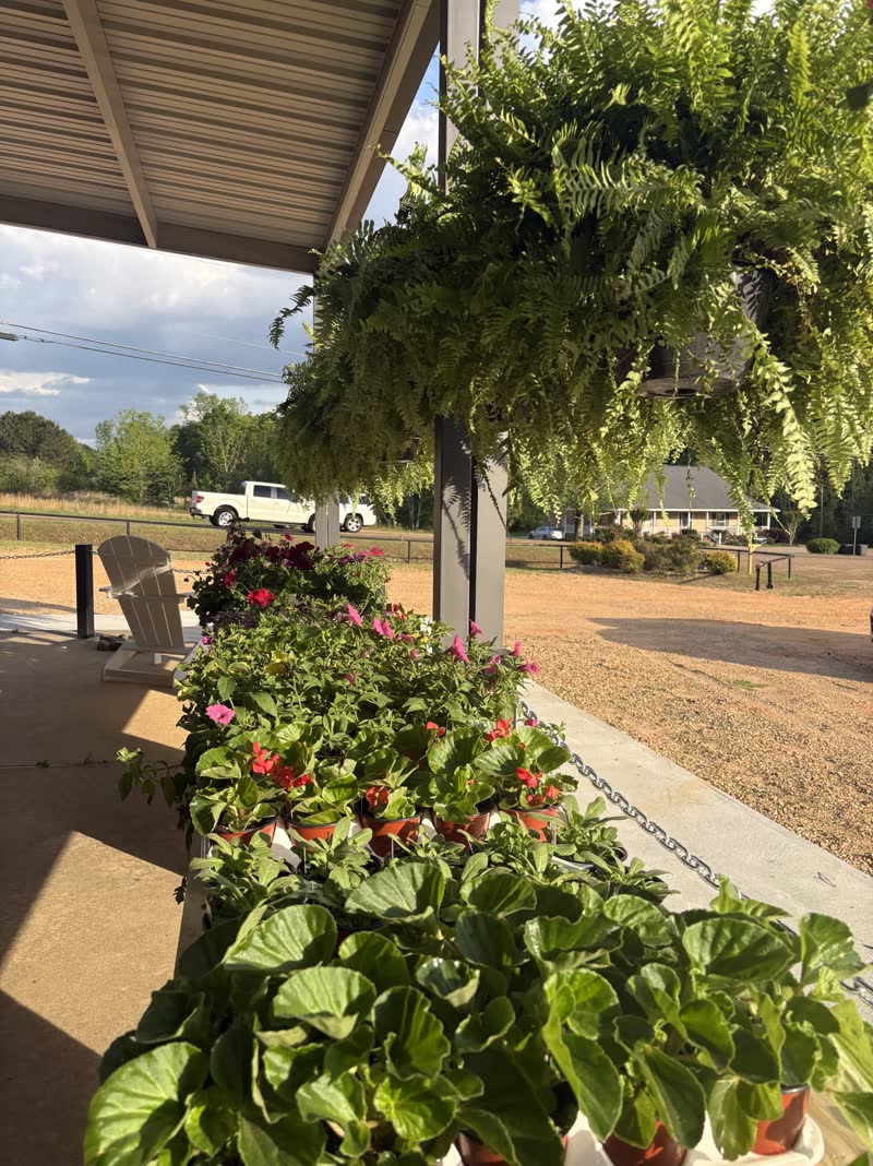 Hanging ferns and flower pots on the storefront porch