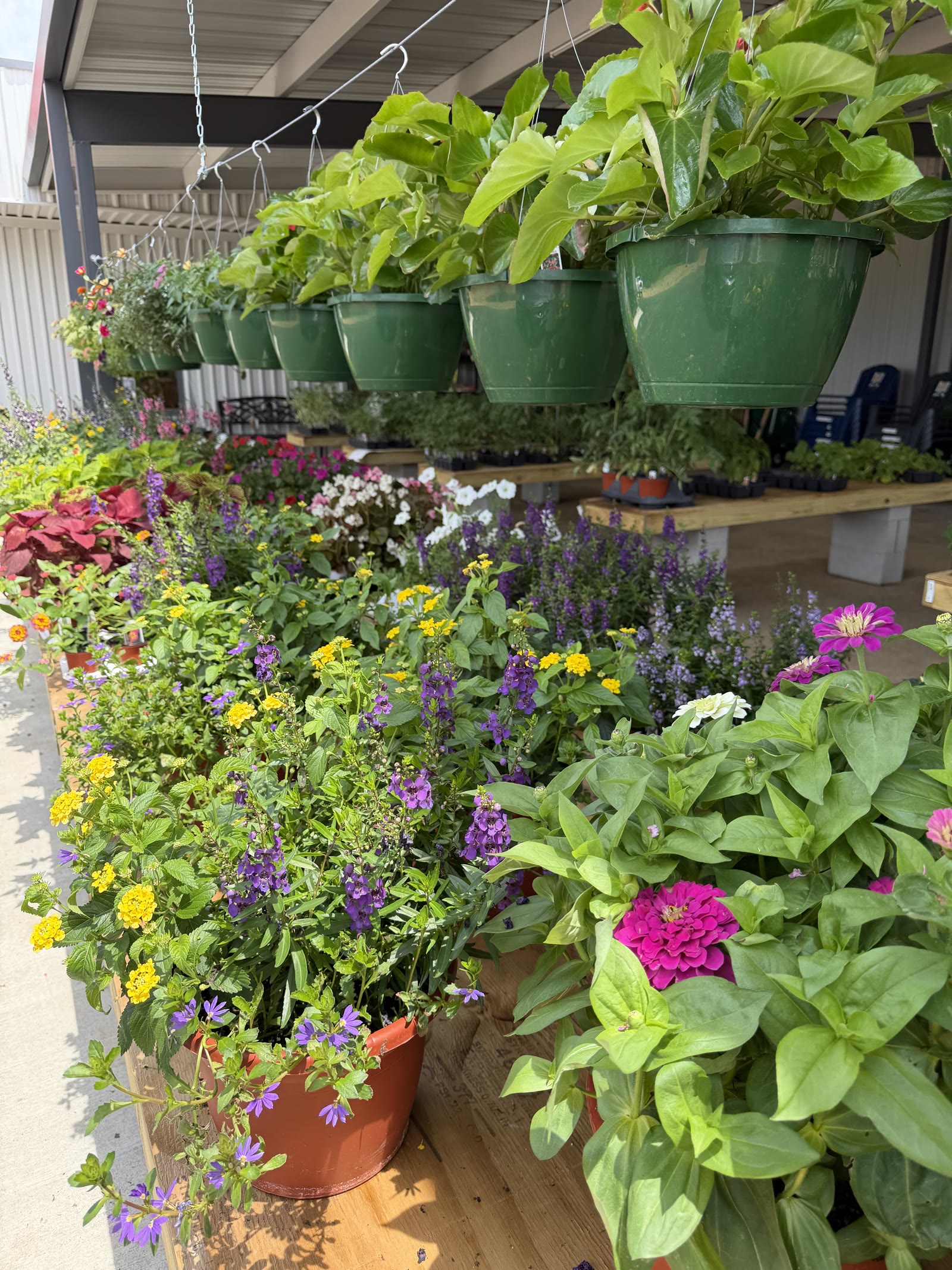 Hanging baskets and flowers under the canopy at Cardinal Hardware's garden center