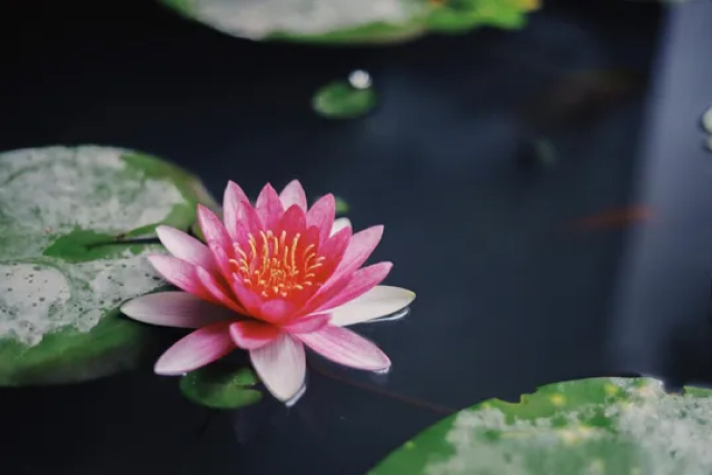 Captivating Water Features & Ponds, bringing the soothing sounds of nature to your outdoor environment for a tranquil retreat.