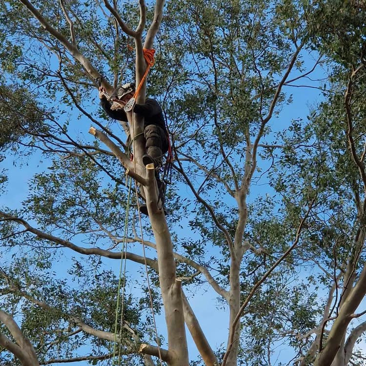 Tree surgeon climbing and pruning
