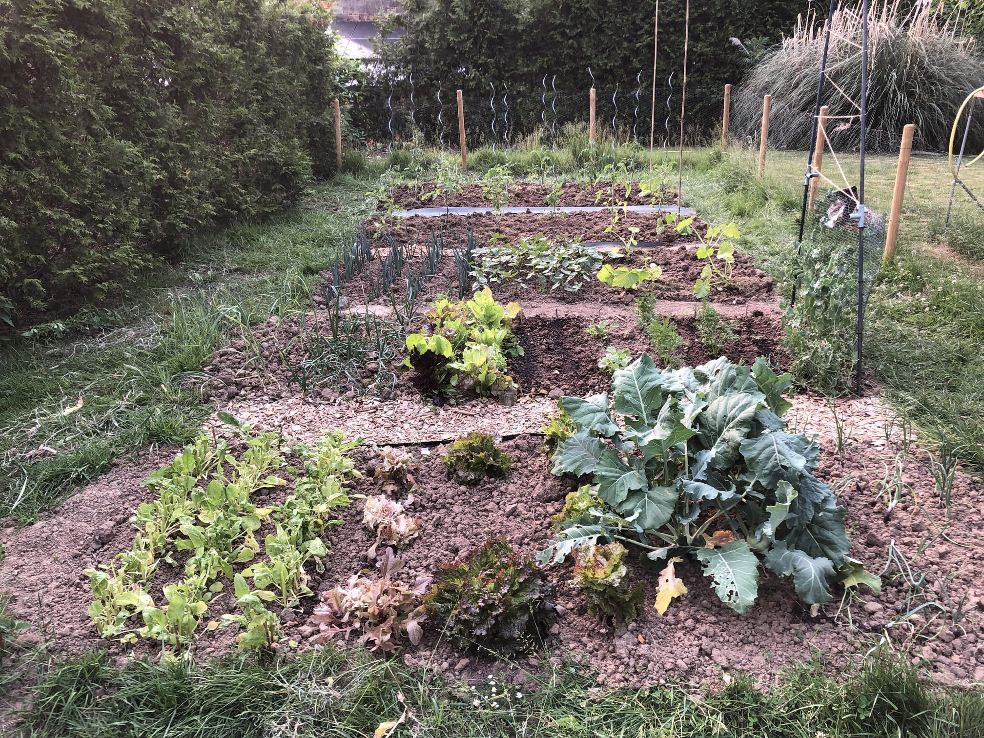 Légumes en croissance