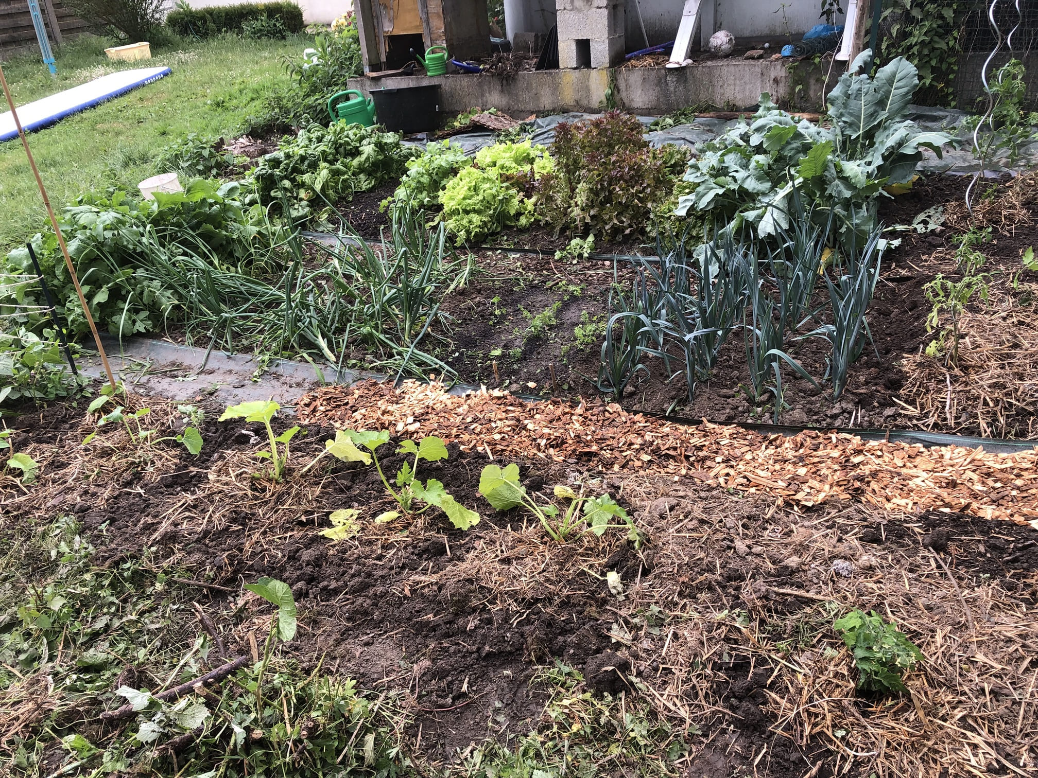 Récolte dans le potager