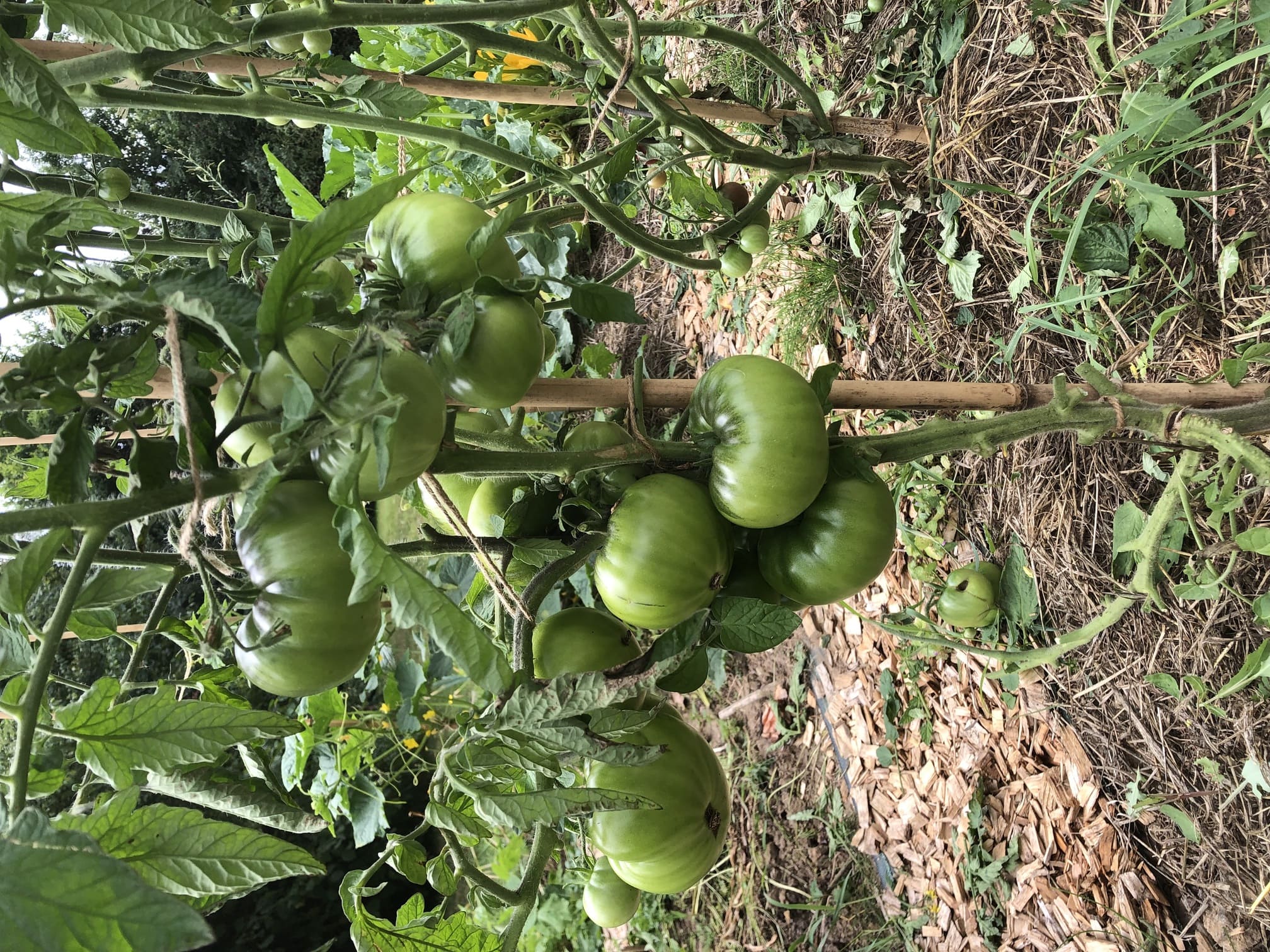 Plantation soignée