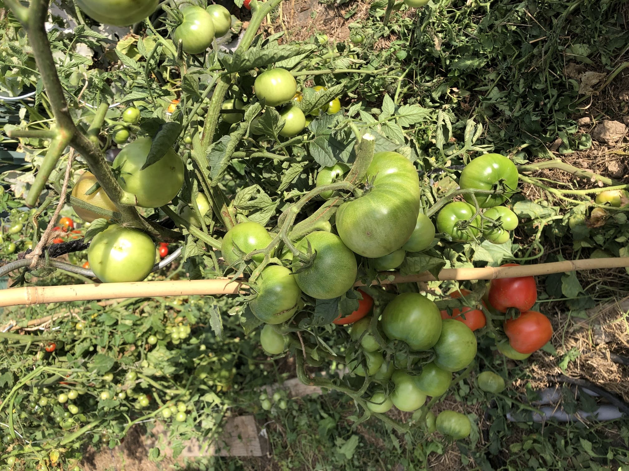 Potager naturel vertical