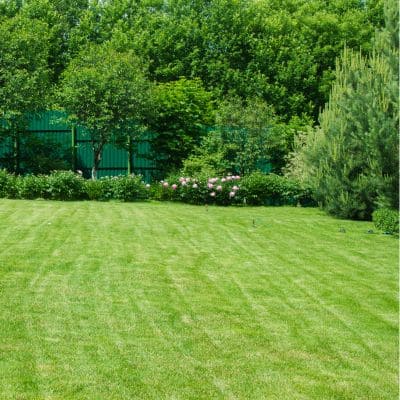 Lush green lawn with manicured trees and shrubs in the background.