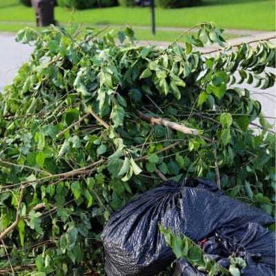 Pile of tree branches and yard debris ready for removal.