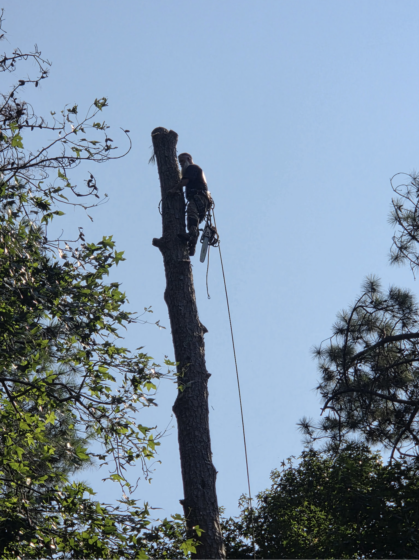 A Tree removal job mid process.
