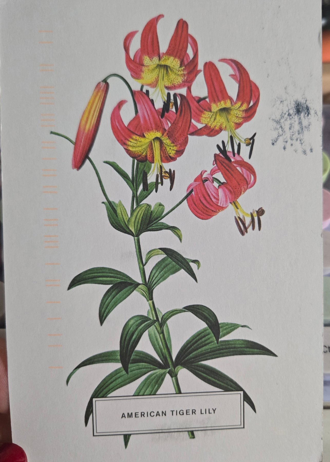 Postcard front