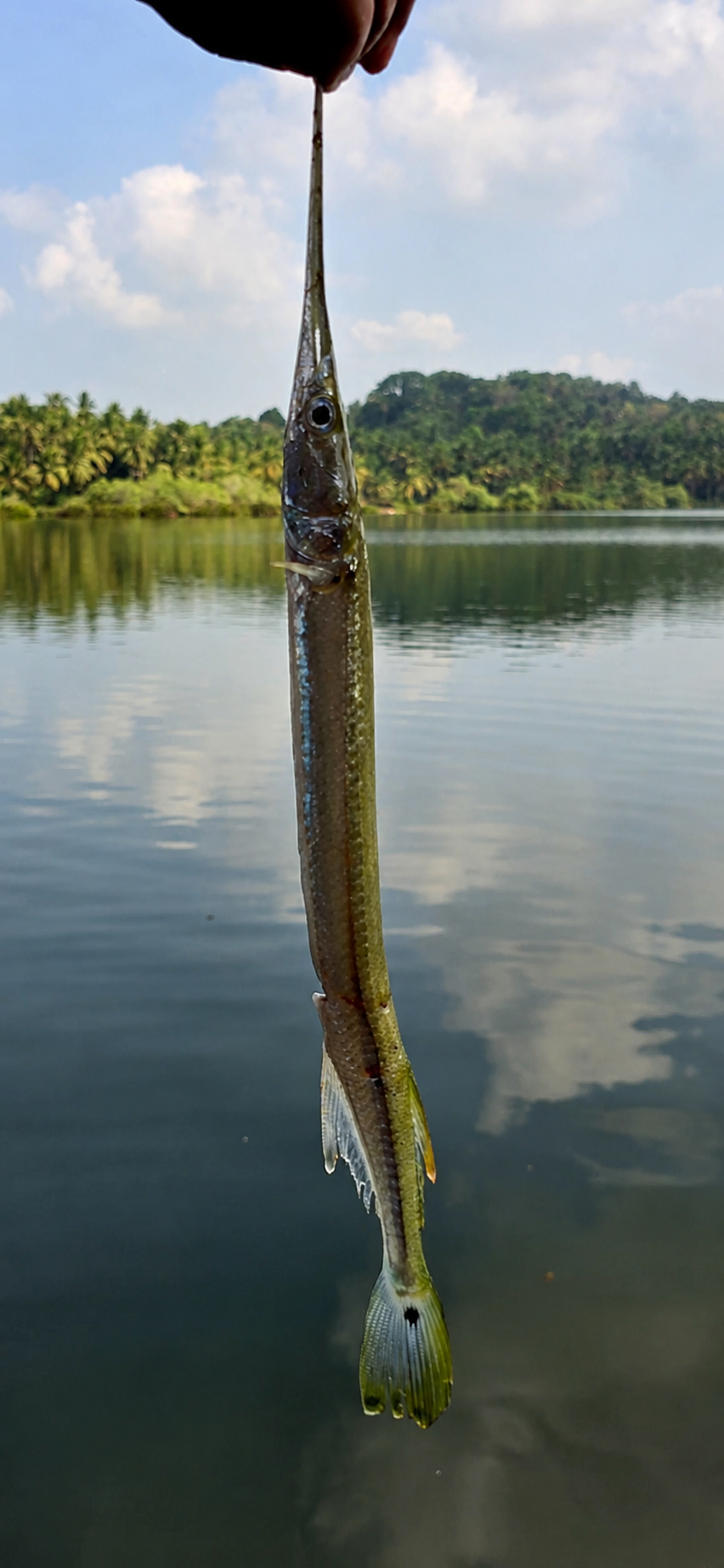Fish catch at Cheliya Water Village