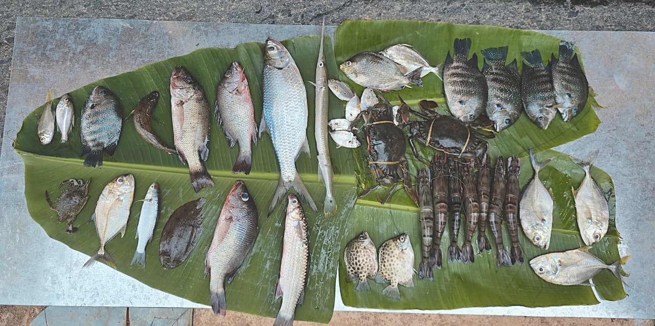 Fresh fish at Cheliya Water Village