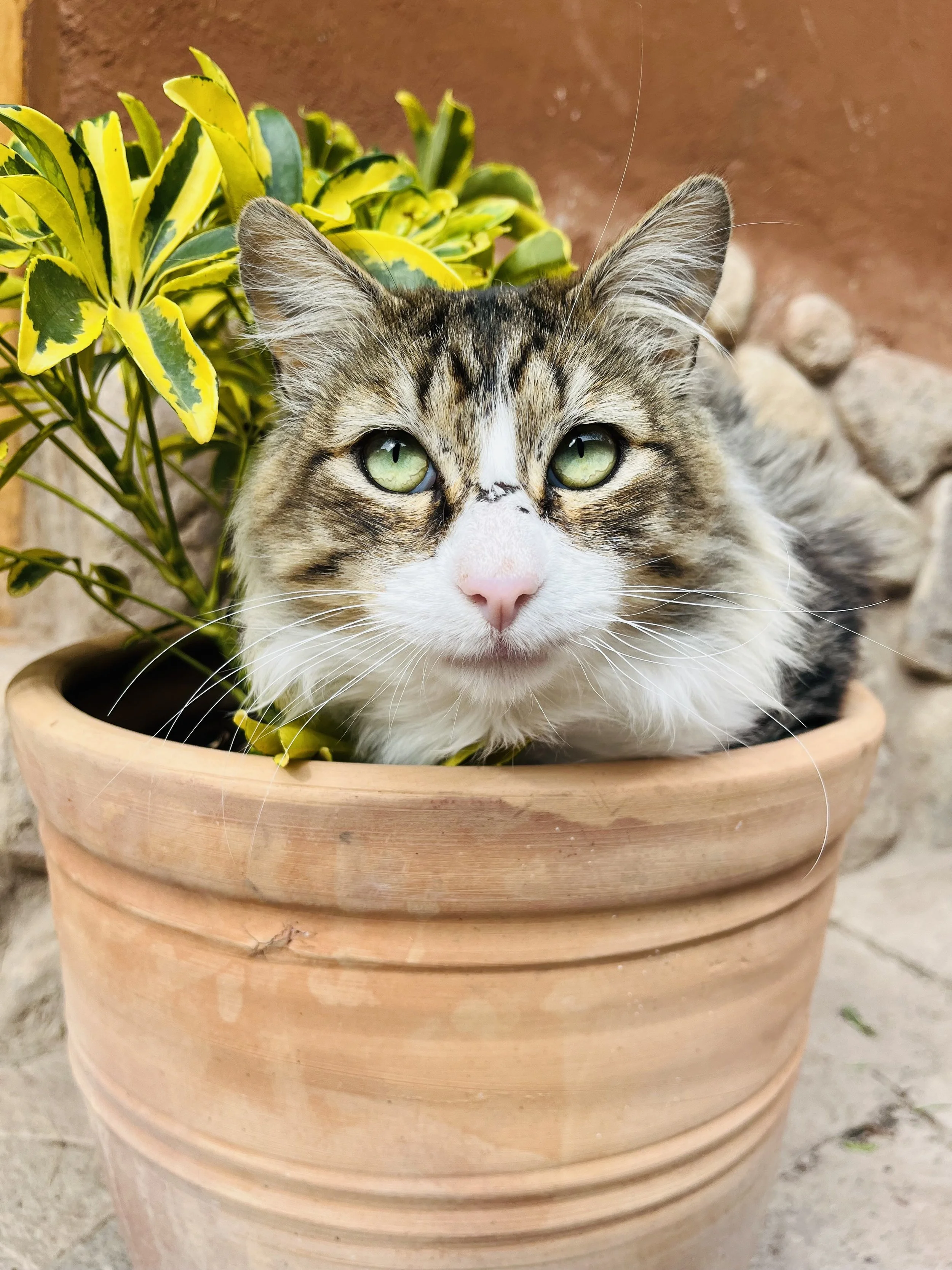 A long-haired tabby and white cat with green eyes sitting in a terracotta plant pot
