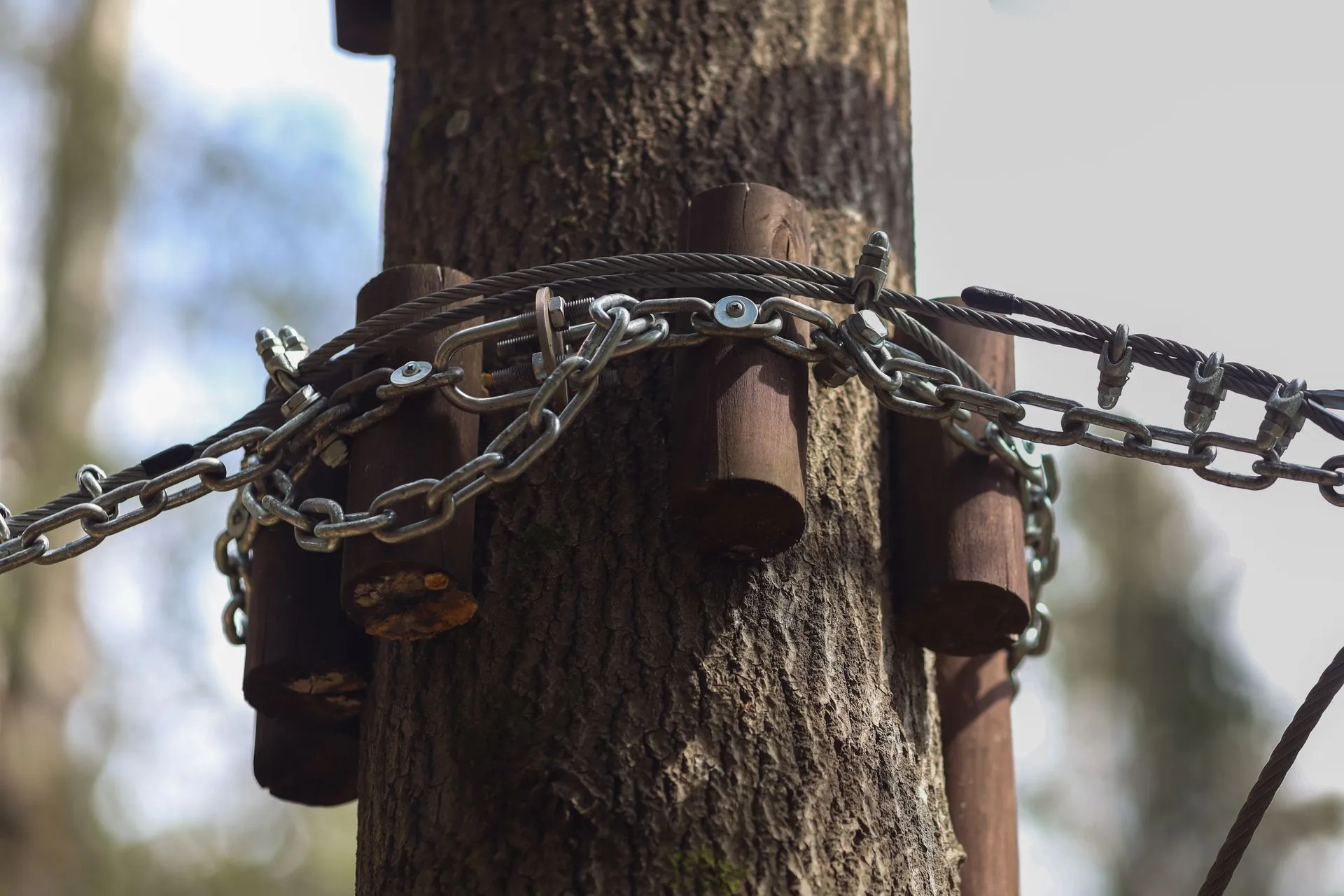 Tree Flanges Connection Bonney Lake Tree Service - Cabling and Bracing