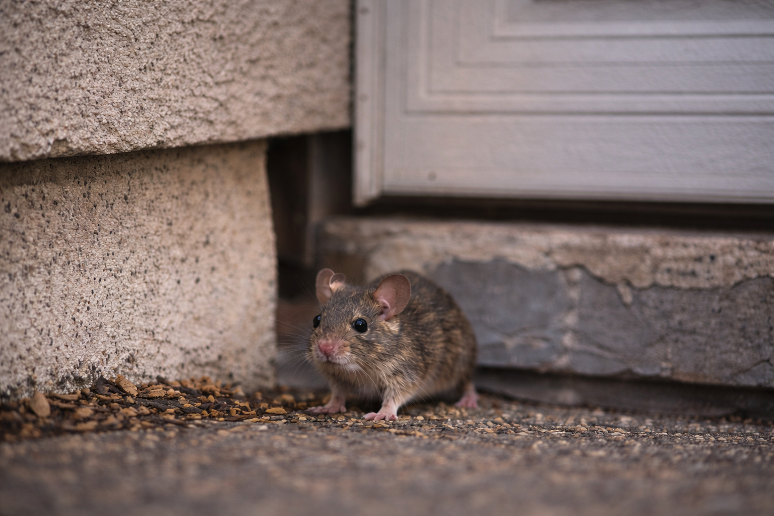 rodent control services in Tacoma rodent control services in Tacoma