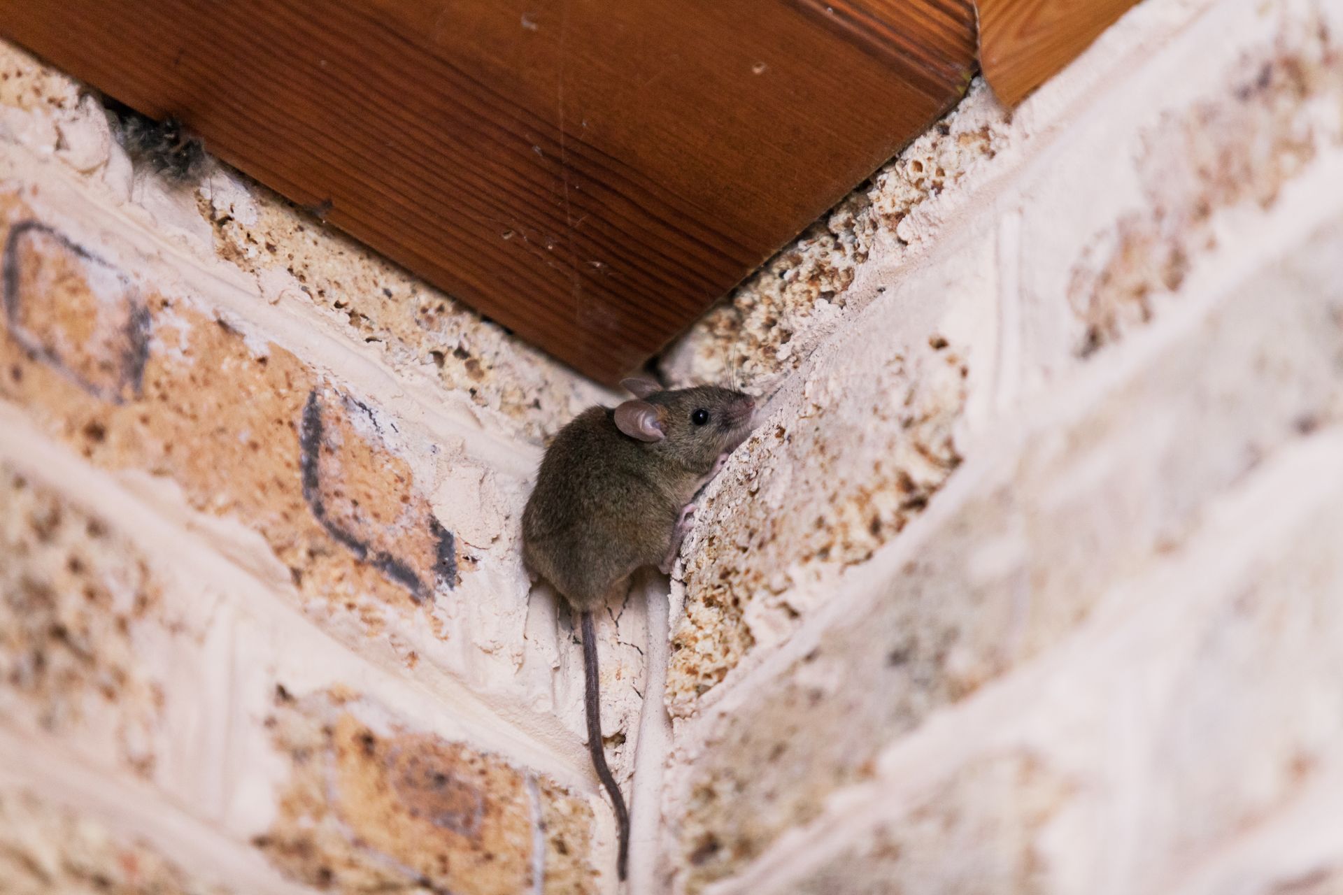 Rodent traveling through insulation and wall framing inside a home, a common source of scratching noises heard by homeowners.
